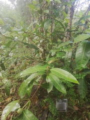Annona reticulata