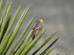 Icterus bullockii
