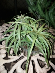 Agave bracteosa