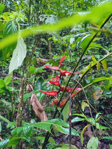 Image of Heliconia tortuosa by (c) EMDGL5, some rights reserved (CC BY)