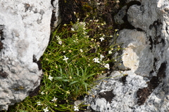 Moehringia muscosa