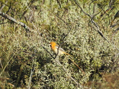 Icterus bullockii