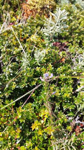 Image of Vicia magellanica by no rights reserved