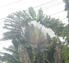 Ravenala madagascariensis