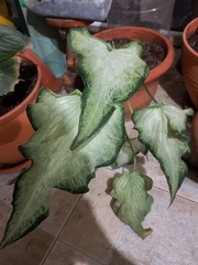 Caladium bicolor