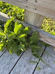 Verbesina microptera