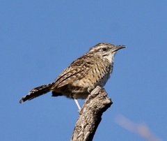 Campylorhynchus gularis