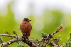 Hirundinea ferruginea