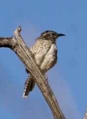 Campylorhynchus gularis