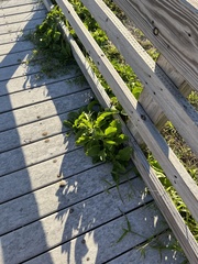 Verbesina microptera