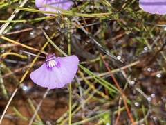 Utricularia uniflora