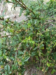 Xanthosia