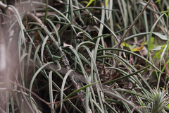 Asparagales