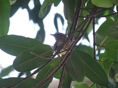 Passeriformes