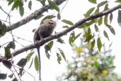 Callithrix flaviceps