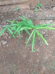 Zingiber officinale