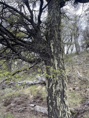 Usnea barbata