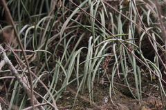 Asparagales