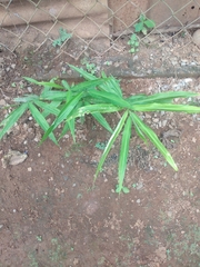 Zingiber officinale