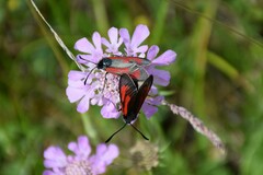 Zygaena purpuralis