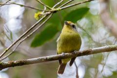 Piprites chloris