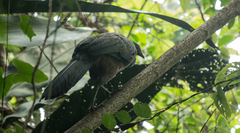 Penelope superciliaris