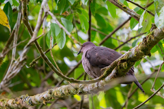 Patagioenas plumbea
