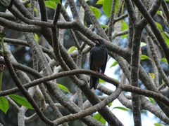 Turdus plumbeus