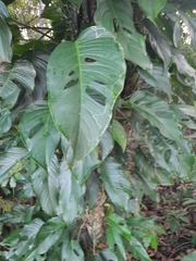 Monstera adansonii