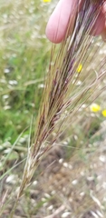 Austrostipa