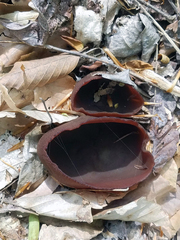 Phylloscypha phyllogena