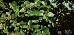 Pilea nummulariifolia