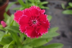 Dianthus chinensis × barbatus