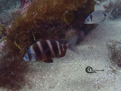 Diplodus cervinus