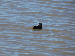 Aythya affinis