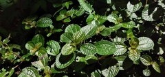 Pilea nummulariifolia