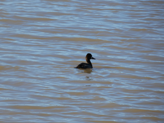 Aythya affinis