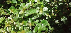 Pilea nummulariifolia