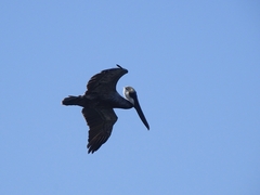 Pelecanus occidentalis