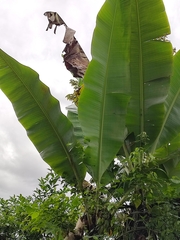 Musa