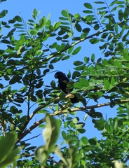 Cyanoloxia cyanoides