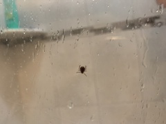 Ixodidae