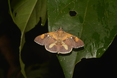 Rectipalpula billeti