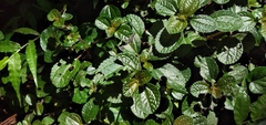 Pilea nummulariifolia