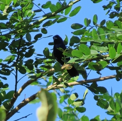 Cyanoloxia cyanoides