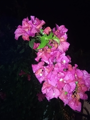 Bougainvillea glabra