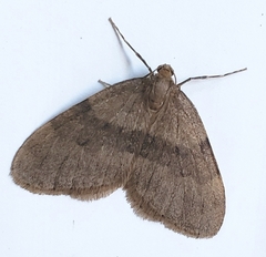 Operophtera