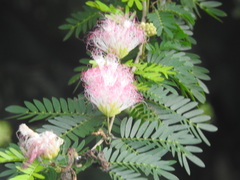 Calliandra selloi