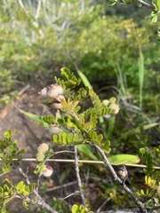 Osteomeles anthyllidifolia