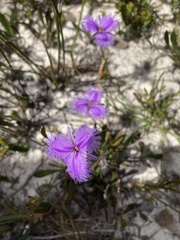 Thysanotus tuberosus